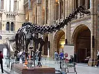 Natural History Museum in London. Dinosaur skeleton