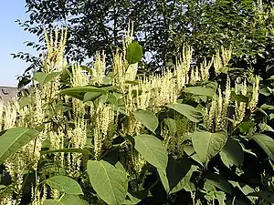 Japanese Knotweed (Fallopia japonica)