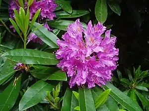 Rhododendron (Rhododendron sp)
