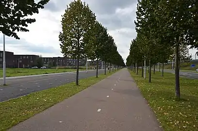 tree_row – a line of trees.