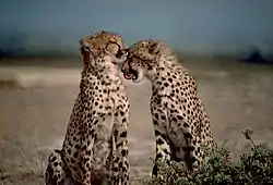 Cheetahs nuzzling