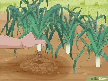 Image titled Harvest Leeks Step 8