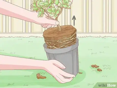 Image titled Repot a Succulent Step 8