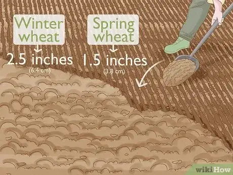 Image titled Plant Wheat Step 9