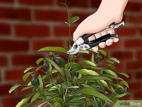 Image titled Grow Jasmine in a Pot Step 8