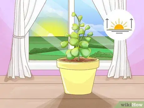 Image titled Get a Hoya Plant to Bloom Step 5