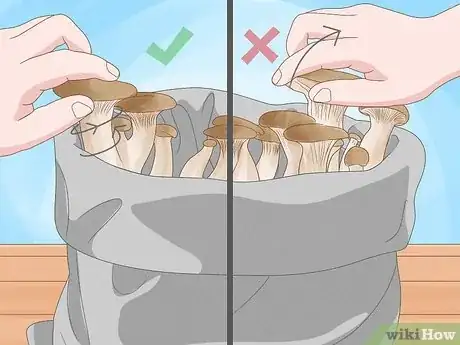 Image titled Grow King Oyster Mushrooms Step 15