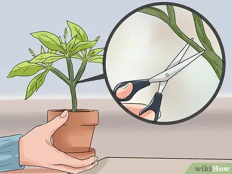 Image titled Care for Frangipanis Step 15