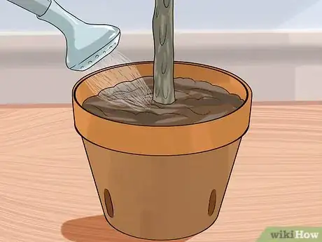 Image titled Care for Frangipanis Step 10