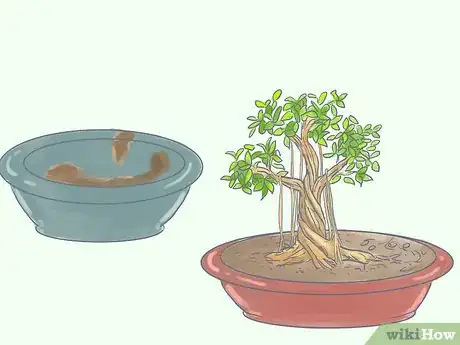 Image titled Care for Tiger Bark Ficus Bonsai Tree Step 15