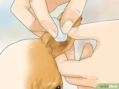 Image titled Care for Your Chihuahua Step 9