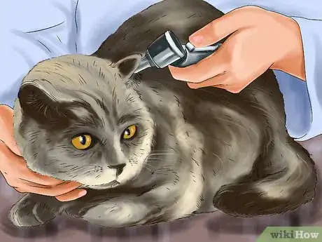 Image titled Diagnose and Treat Ruptured Eardrums in Cats Step 6