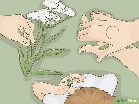 Image titled Harvest Yarrow Step 3