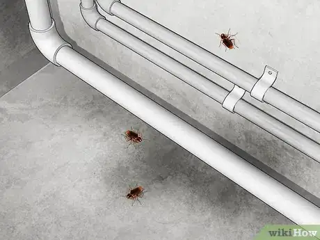 Image titled Identify a Cockroach Step 6