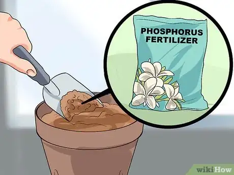 Image titled Care for Frangipanis Step 4