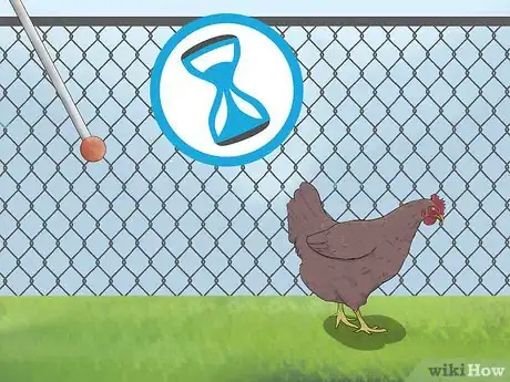 Image titled Train Chickens Step 16