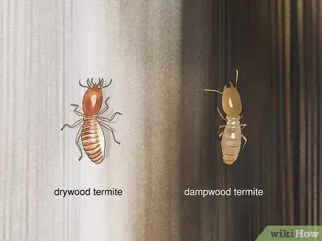 Image titled Identify Household Pests Step 7