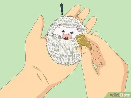 Image titled Tame a Hedgehog Step 5