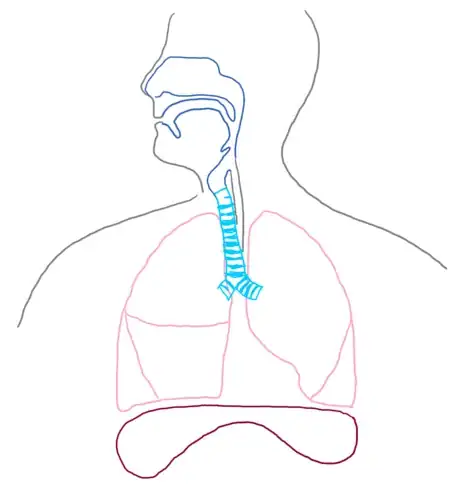 Image titled Lobes_respsyst_gb2653.png