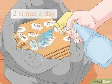 Image titled Grow King Oyster Mushrooms Step 13