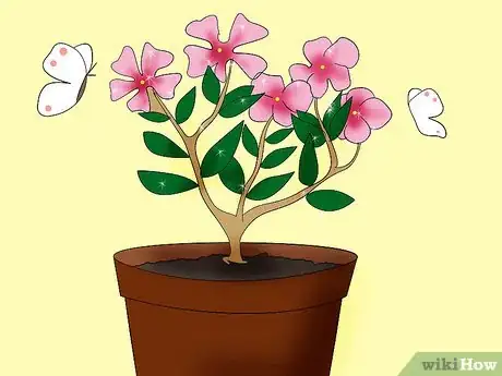 Image titled Care for Madagascar Periwinkle Step 6
