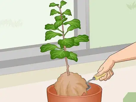 Image titled Revive a Fiddle Leaf Fig Step 15