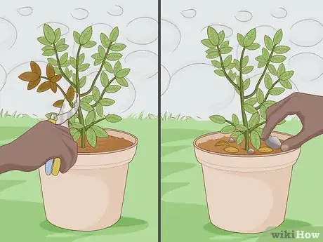 Image titled Get Rid of Plant Mites Step 9