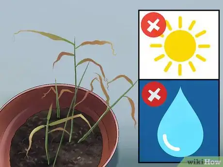 Image titled Grow Ginger Indoors Step 11