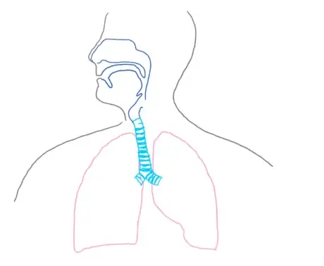 Image titled Passageway_respsyst_gb2653.png