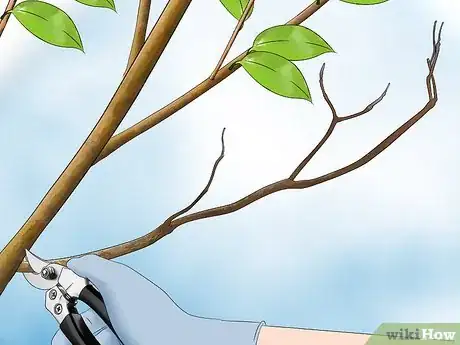 Image titled Prune a Dogwood Step 9