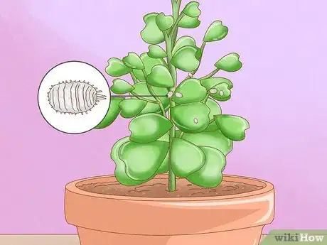 Image titled Get a Hoya Plant to Bloom Step 17