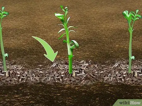 Image titled Grow Chickpeas Step 11