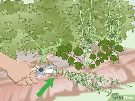 Image titled Get Rid of Japanese Knotweed Step 1