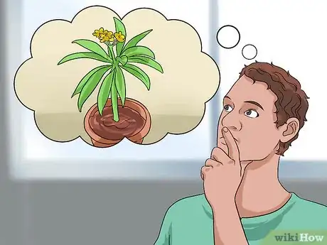 Image titled Care for Frangipanis Step 1