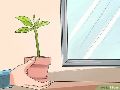 Image titled Care for Frangipanis Step 2