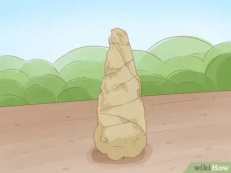 Image titled Cover Arborvitae for Winter Step 3