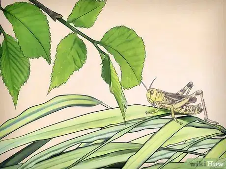 Image titled Feed a Grasshopper Step 5