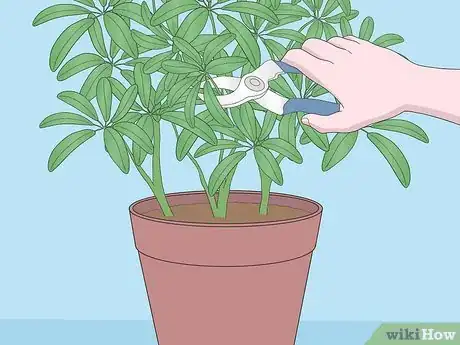 Image titled Care for a Dwarf Umbrella Plant Step 7