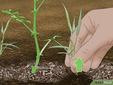 Image titled Grow Chickpeas Step 13