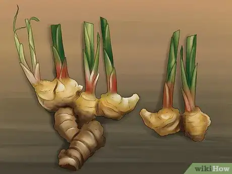 Image titled Grow Ginger Indoors Step 3