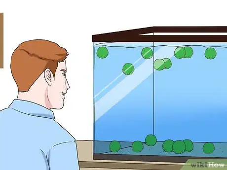 Image titled Care for Marimos Step 3