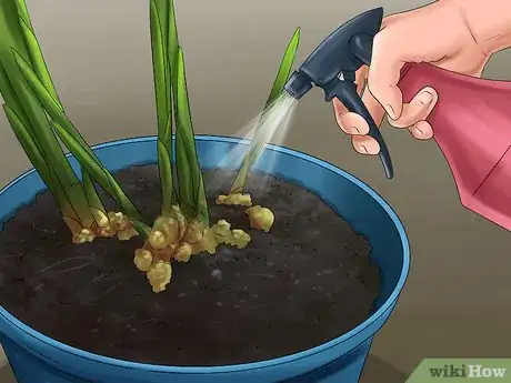 Image titled Grow Ginger Indoors Step 9