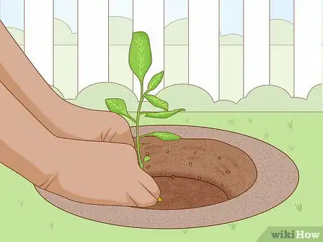 Image titled Grow Pistachios Step 7