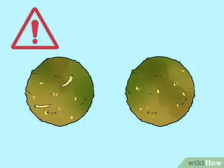 Image titled Care for Marimos Step 5