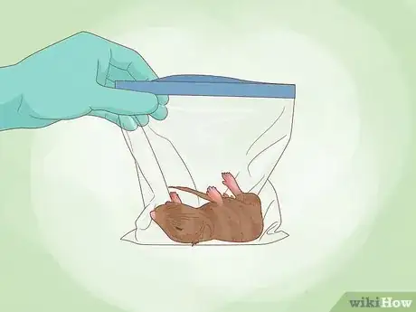 Image titled Get Rid of Dead Mouse Smell Step 3