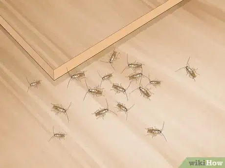 Image titled Identify a Cockroach Step 13
