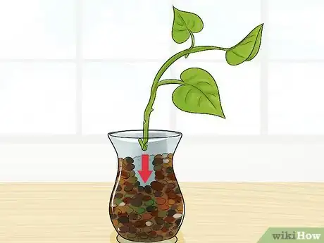 Image titled Clone Pothos Step 12