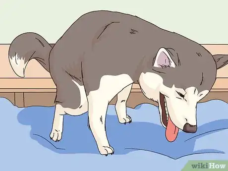 Image titled Monitor the Stages of Labor in Dogs Step 7