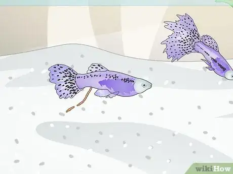 Image titled Take Care of Your Fish Step 1