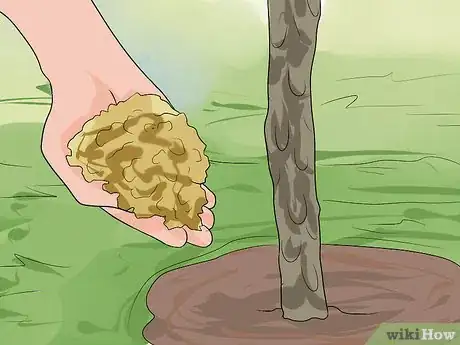 Image titled Care for Frangipanis Step 8